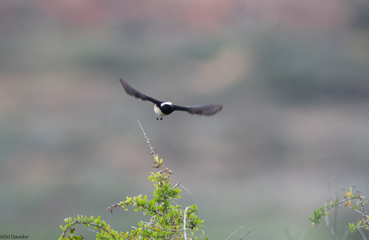 Cyprus Wheatear - ML549685711