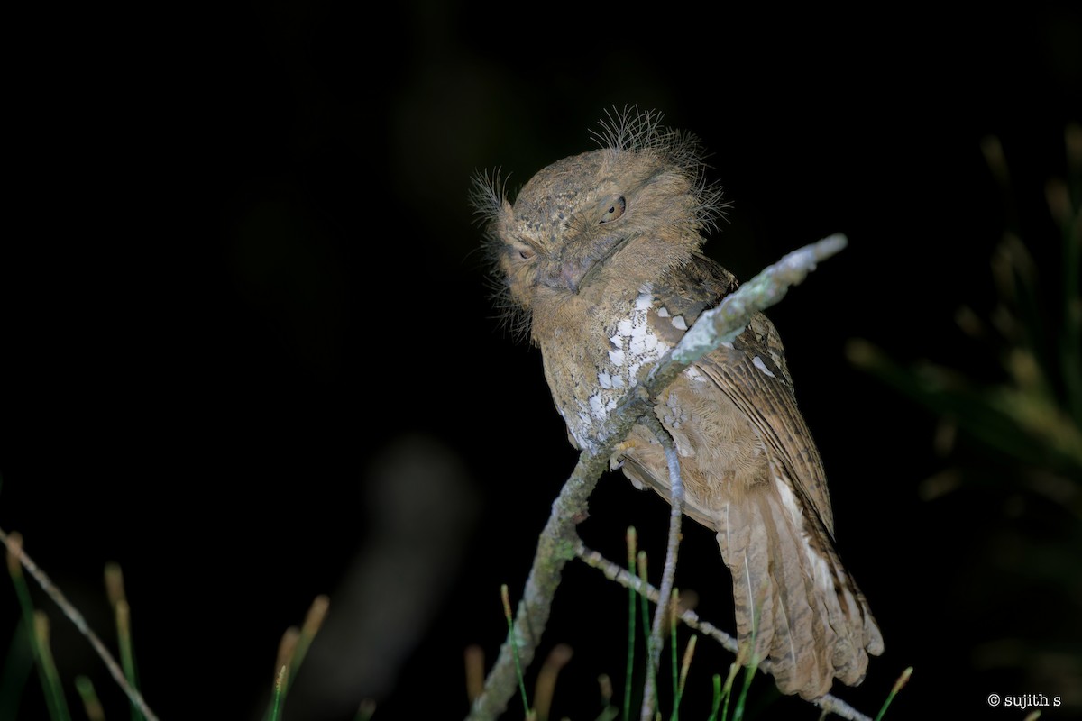 Sri Lanka Frogmouth - ML549685841