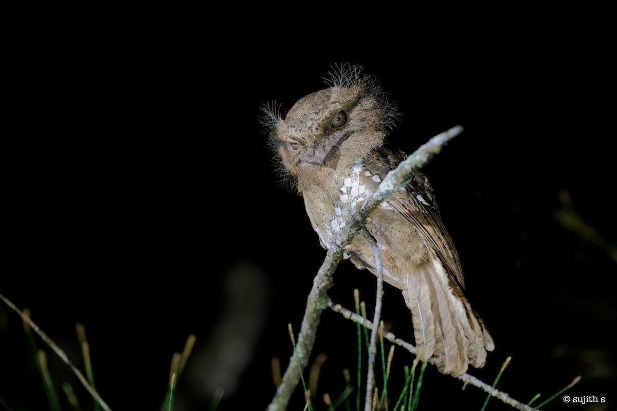 Sri Lanka Frogmouth - ML549685861