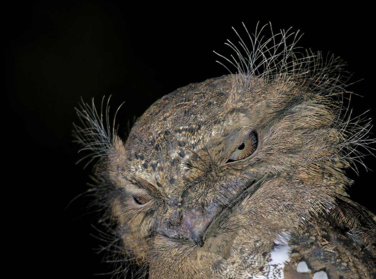 Sri Lanka Frogmouth - ML549685871