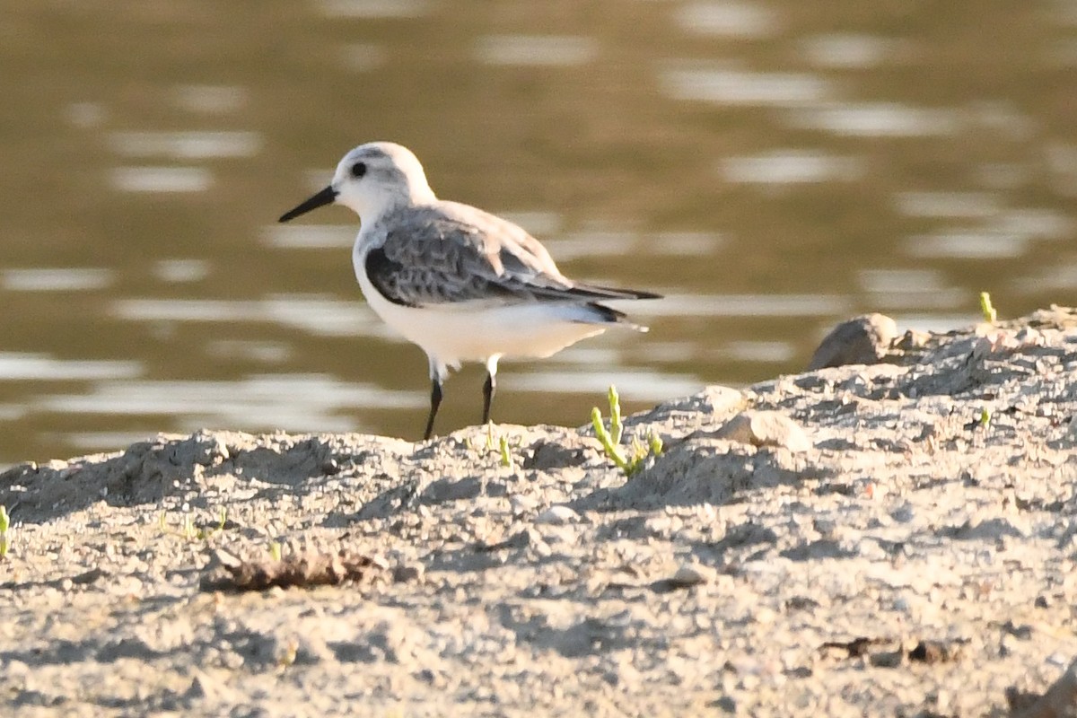 Sanderling - ML549686531