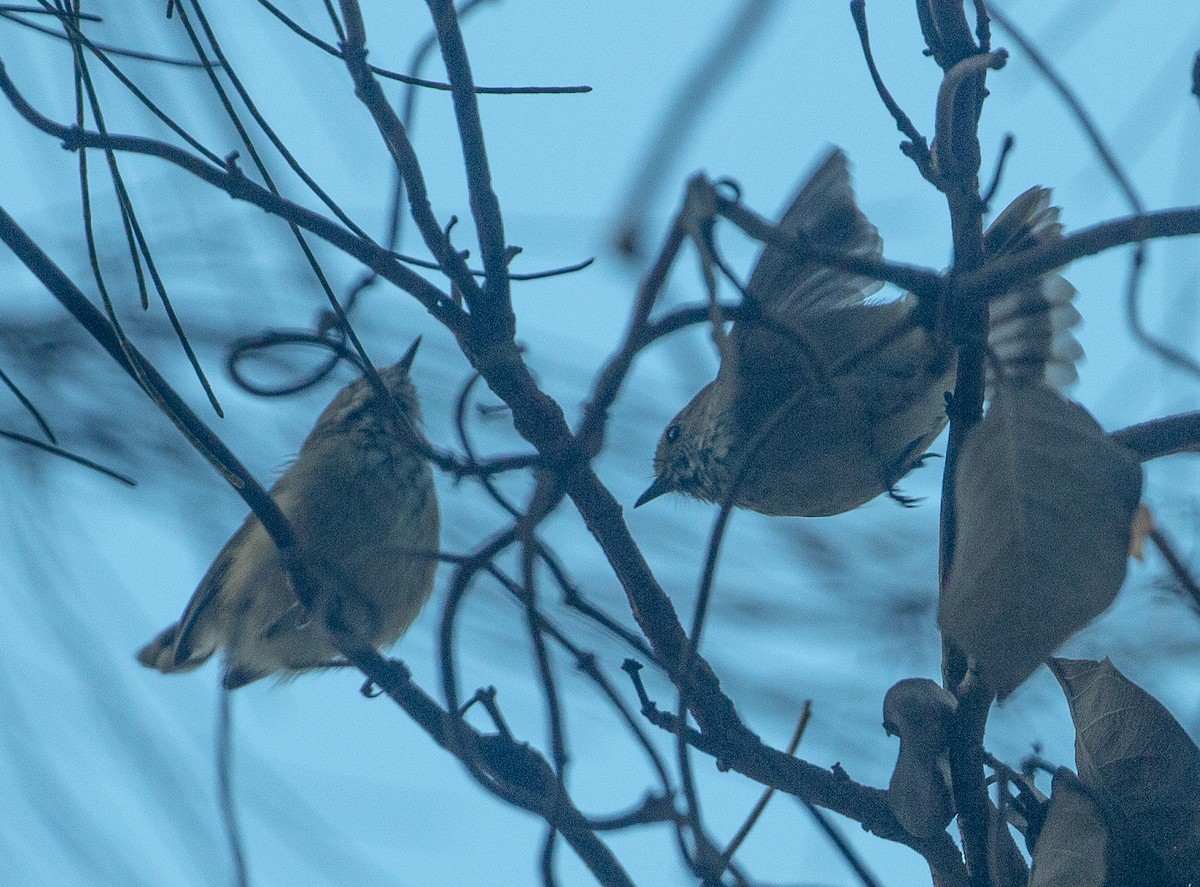 Brown Thornbill - Katherine Clark