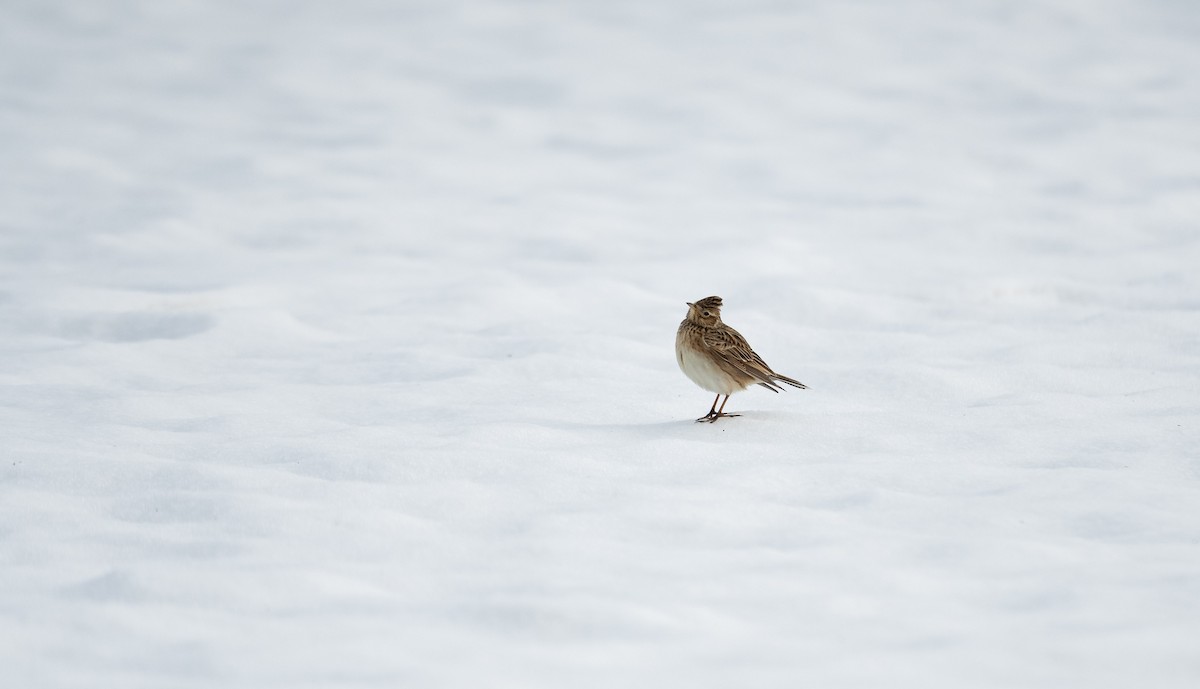 Eurasian Skylark (European) - ML549687321