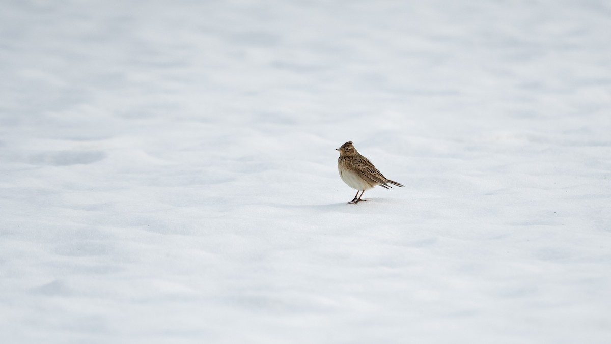 Eurasian Skylark (European) - ML549687331