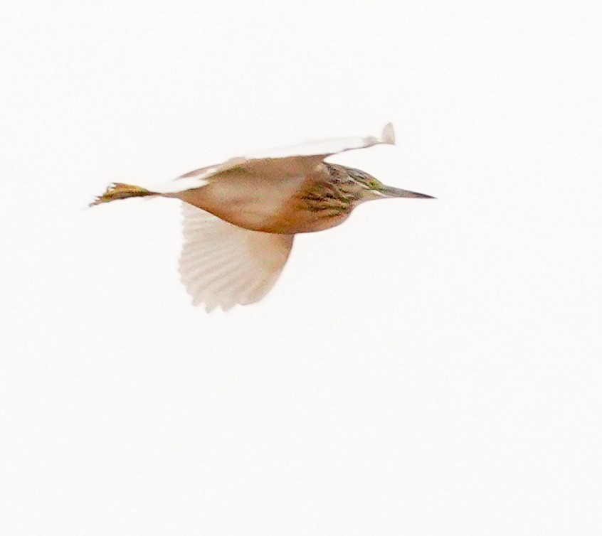 Squacco Heron - ML549687381