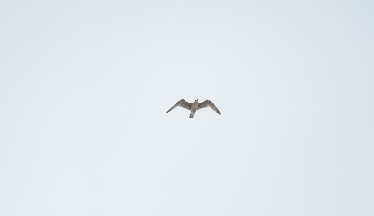 Herring Gull (European) - Eric Francois Roualet