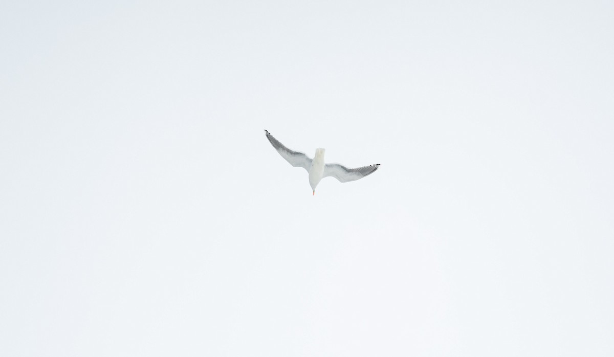 Herring Gull (European) - Eric Francois Roualet