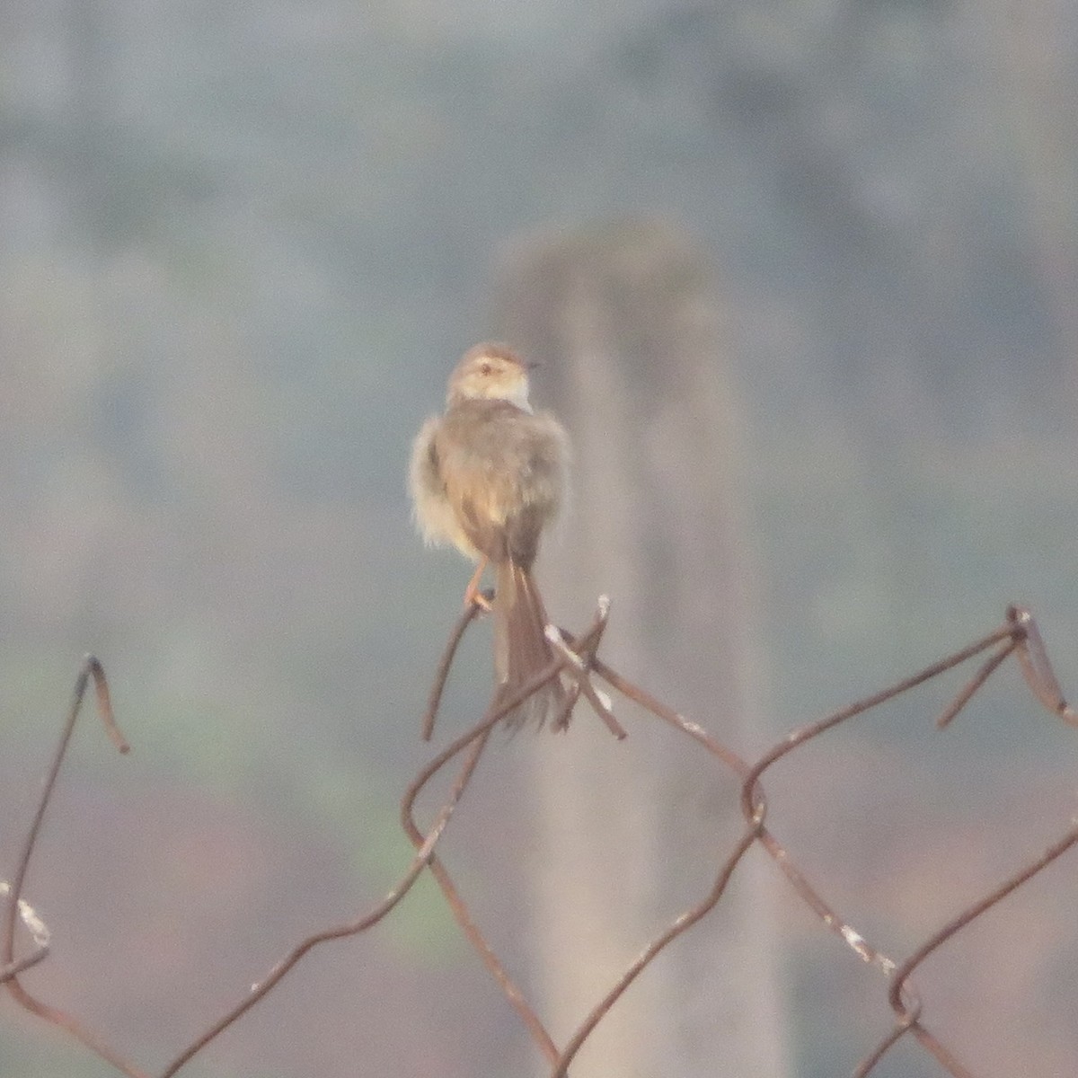 Prinia Sencilla - ML549688411