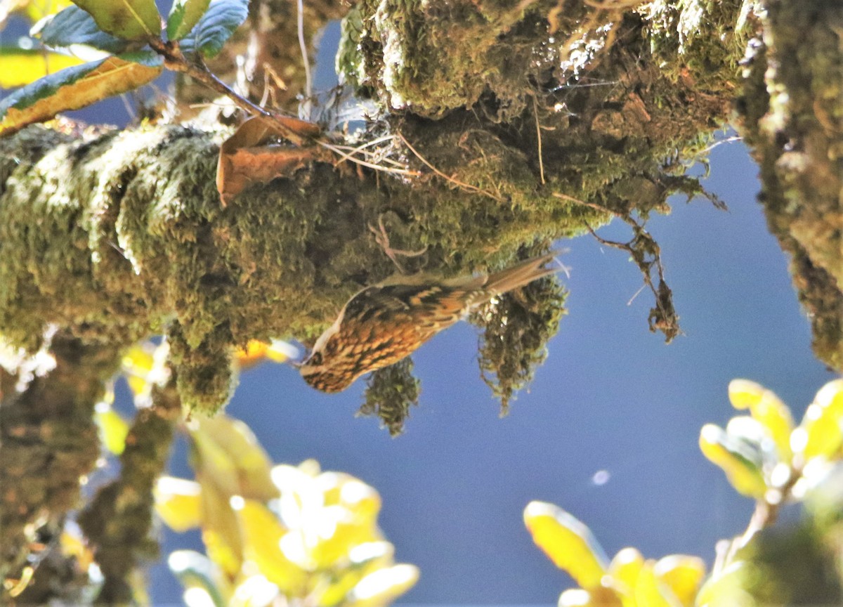 Hodgson's Treecreeper - ML549688651