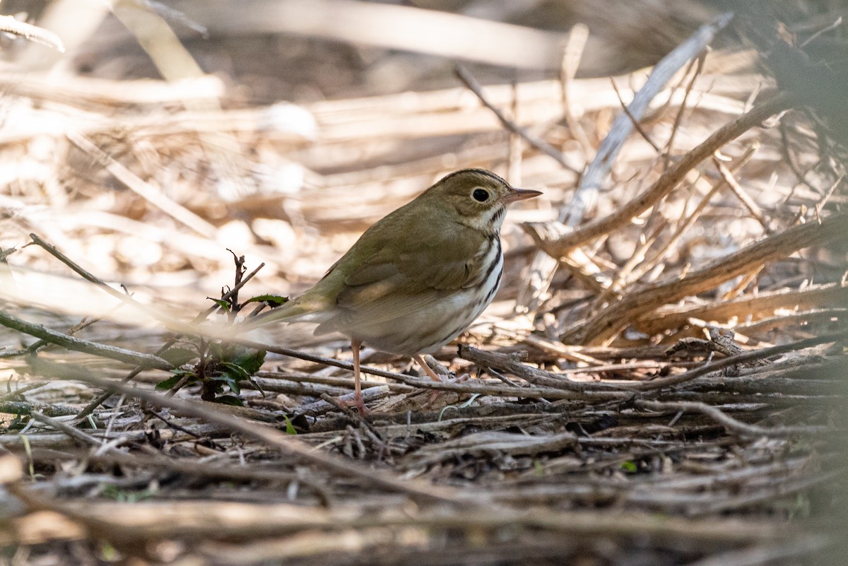 Ovenbird - ML549689541