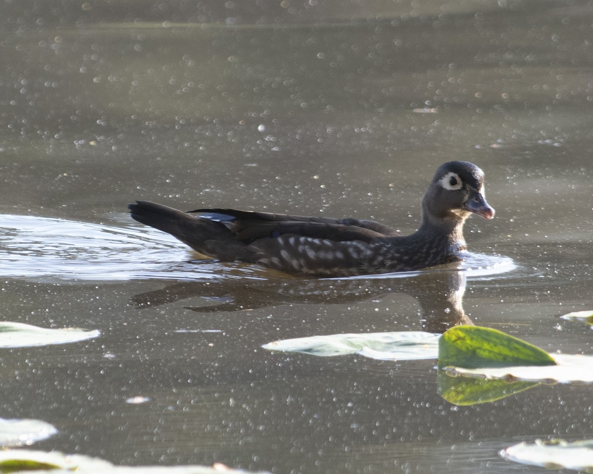 Wood Duck - ML549689671