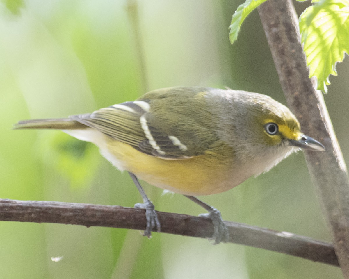 White-eyed Vireo - ML549689801