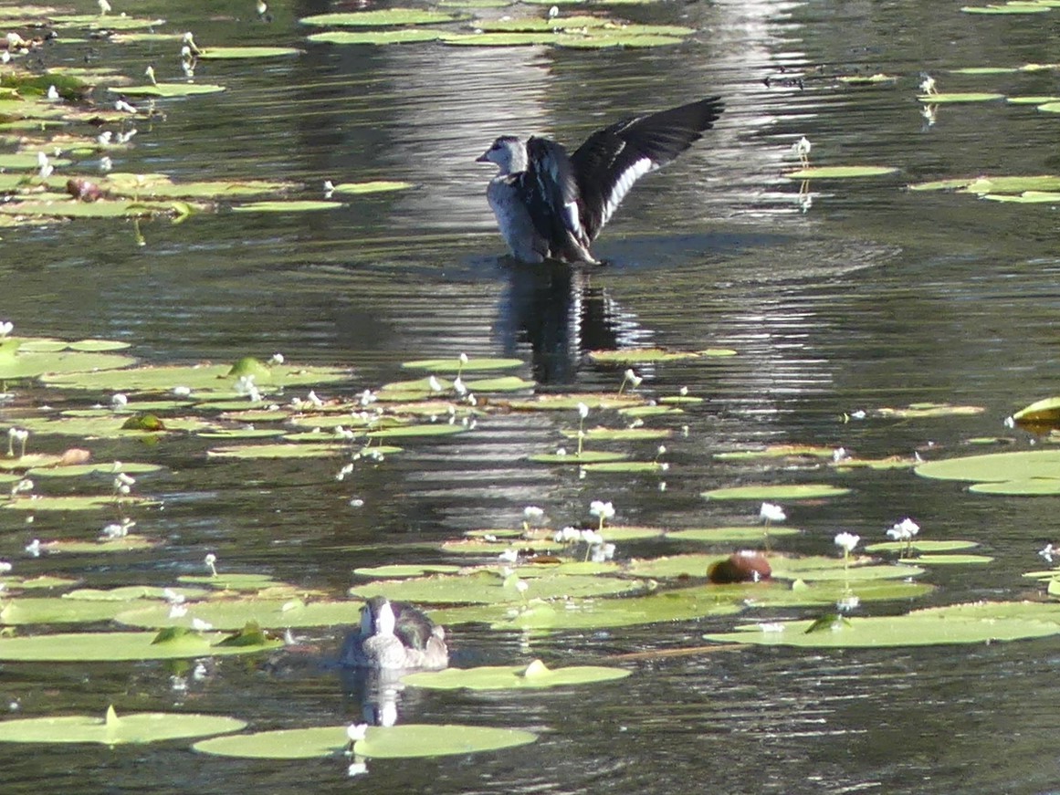 Cotton Pygmy-Goose - ML549689811