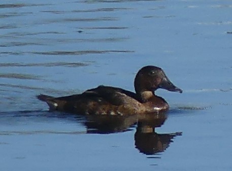 Australasian Shoveler - ML549689861