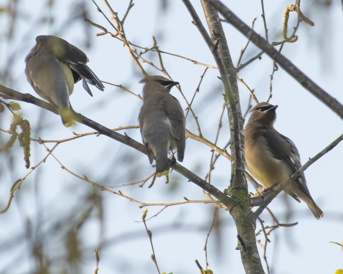 Cedar Waxwing - ML549689991