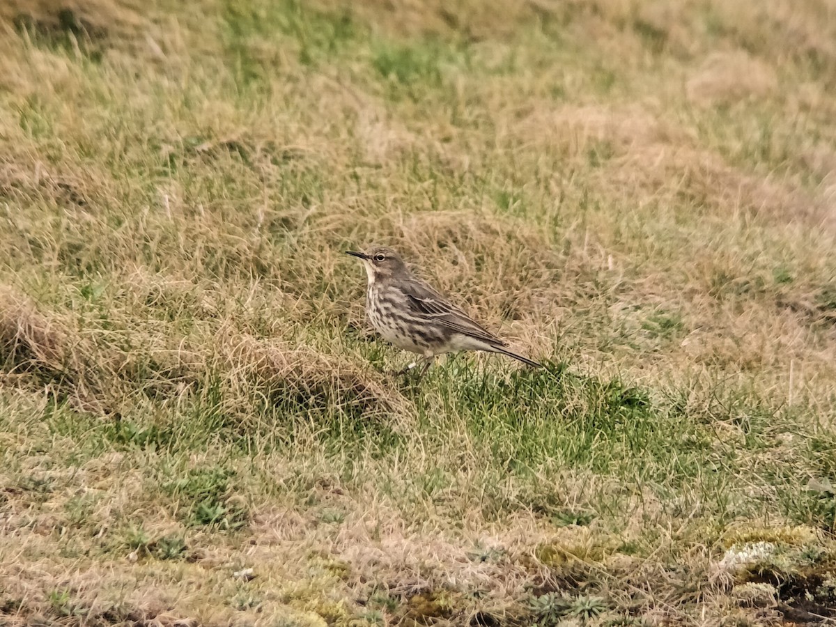 Rock Pipit - ML549690231