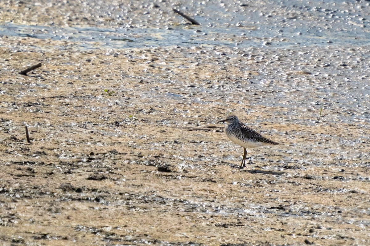 Wood Sandpiper - ML549690871