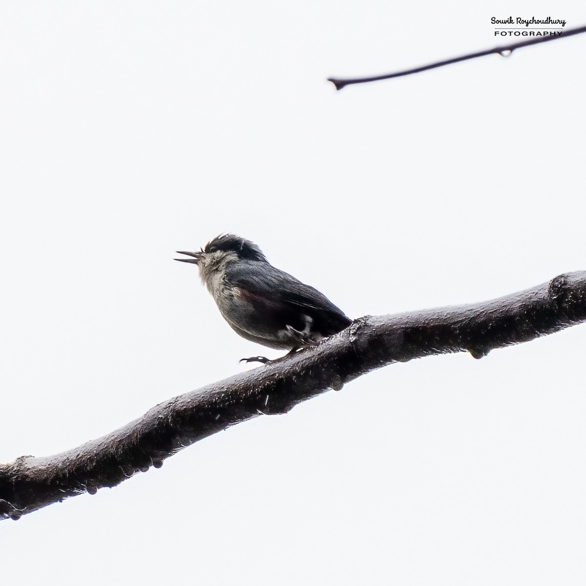 Chestnut-vented Nuthatch - ML549691051