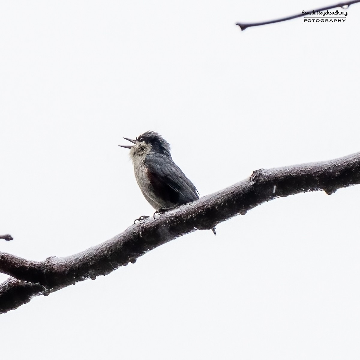 Chestnut-vented Nuthatch - ML549691061