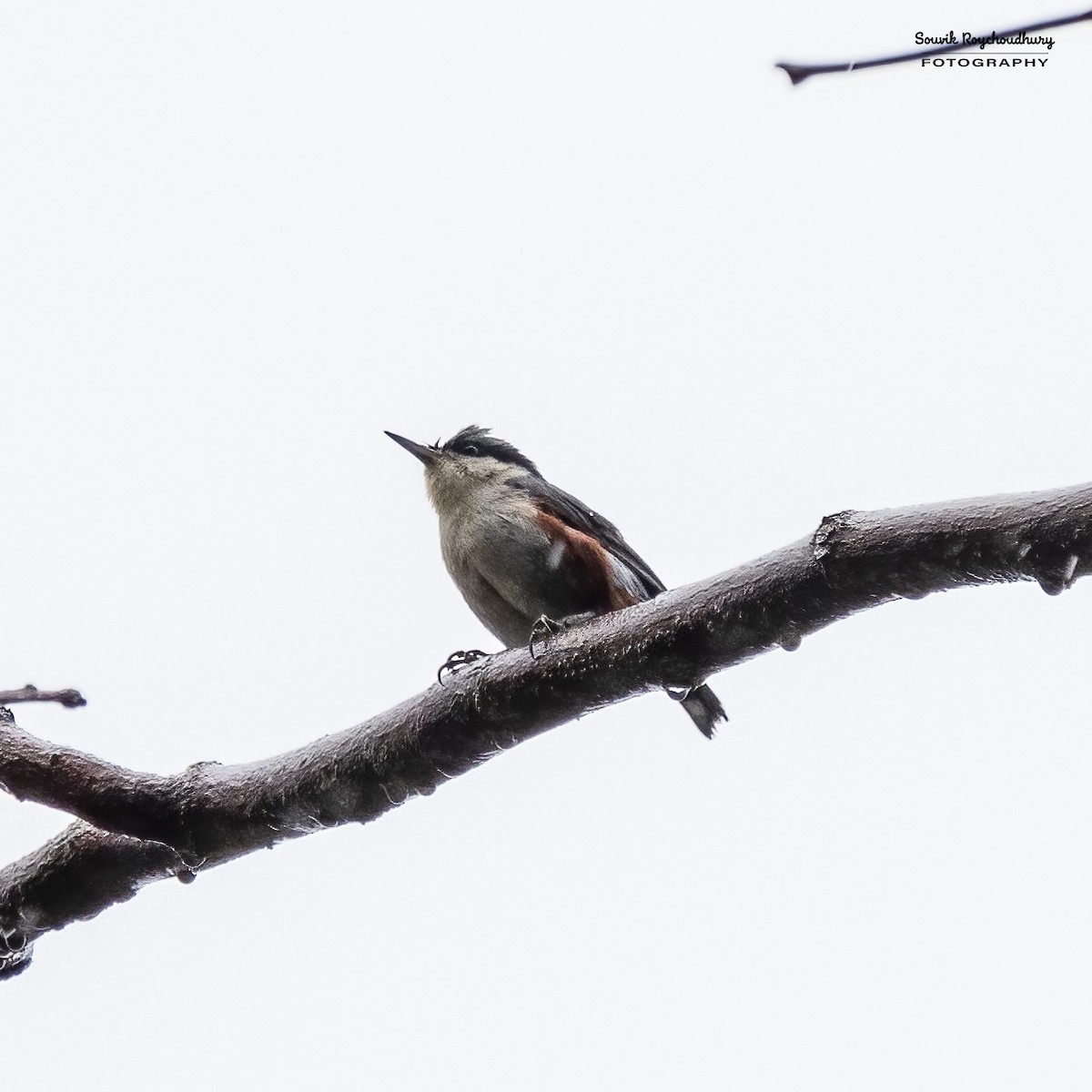 Chestnut-vented Nuthatch - ML549691111