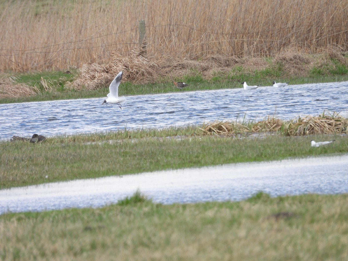 Black-tailed Godwit - ML549691341