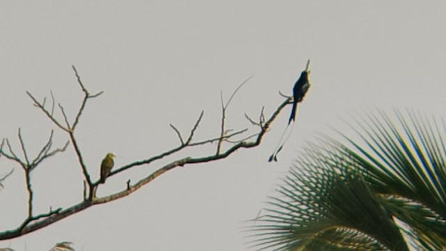 Greater Racket-tailed Drongo - ML549691441