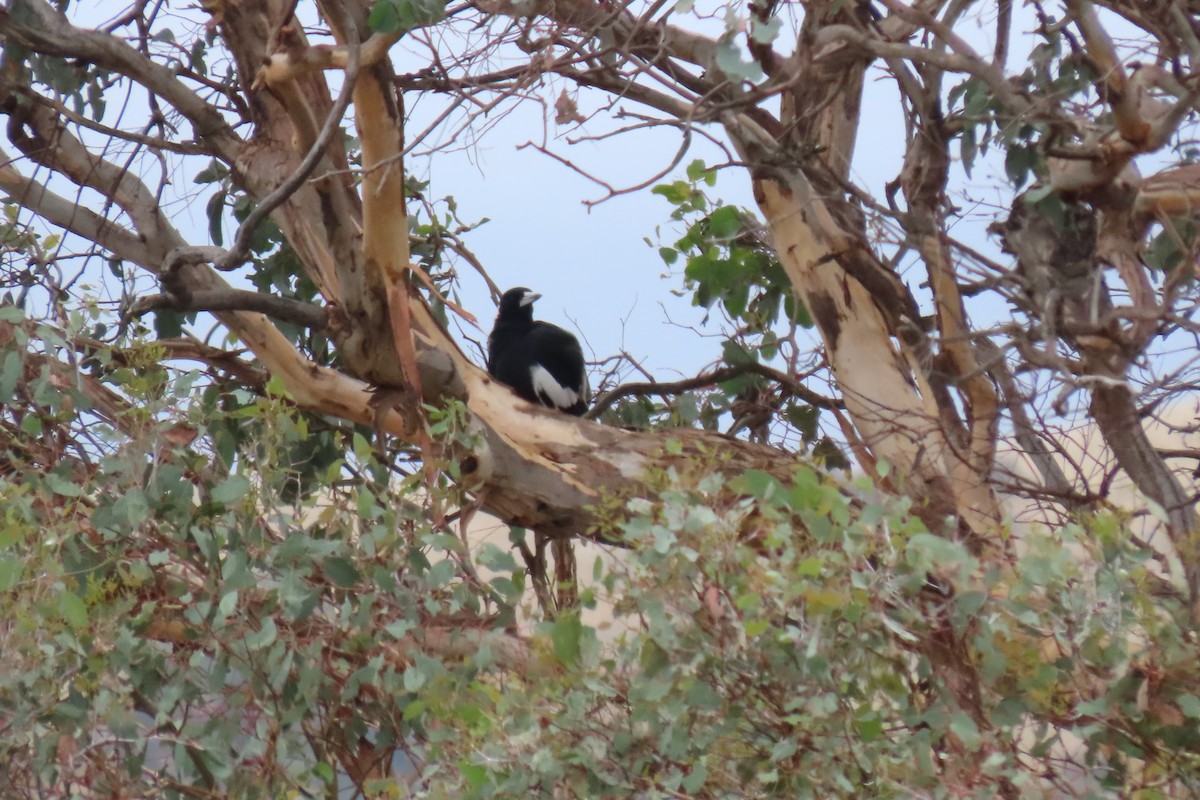 Australian Magpie - Deb & Rod R