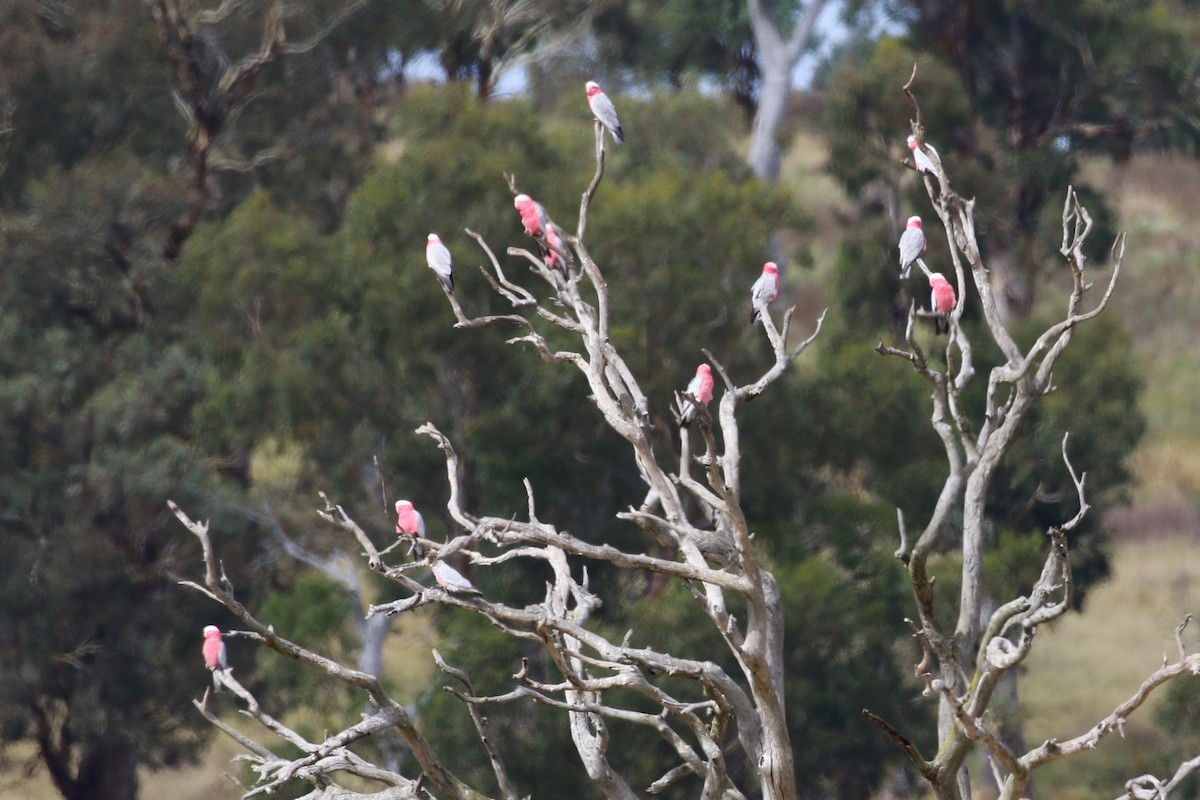 Cacatúa Galah - ML549692561