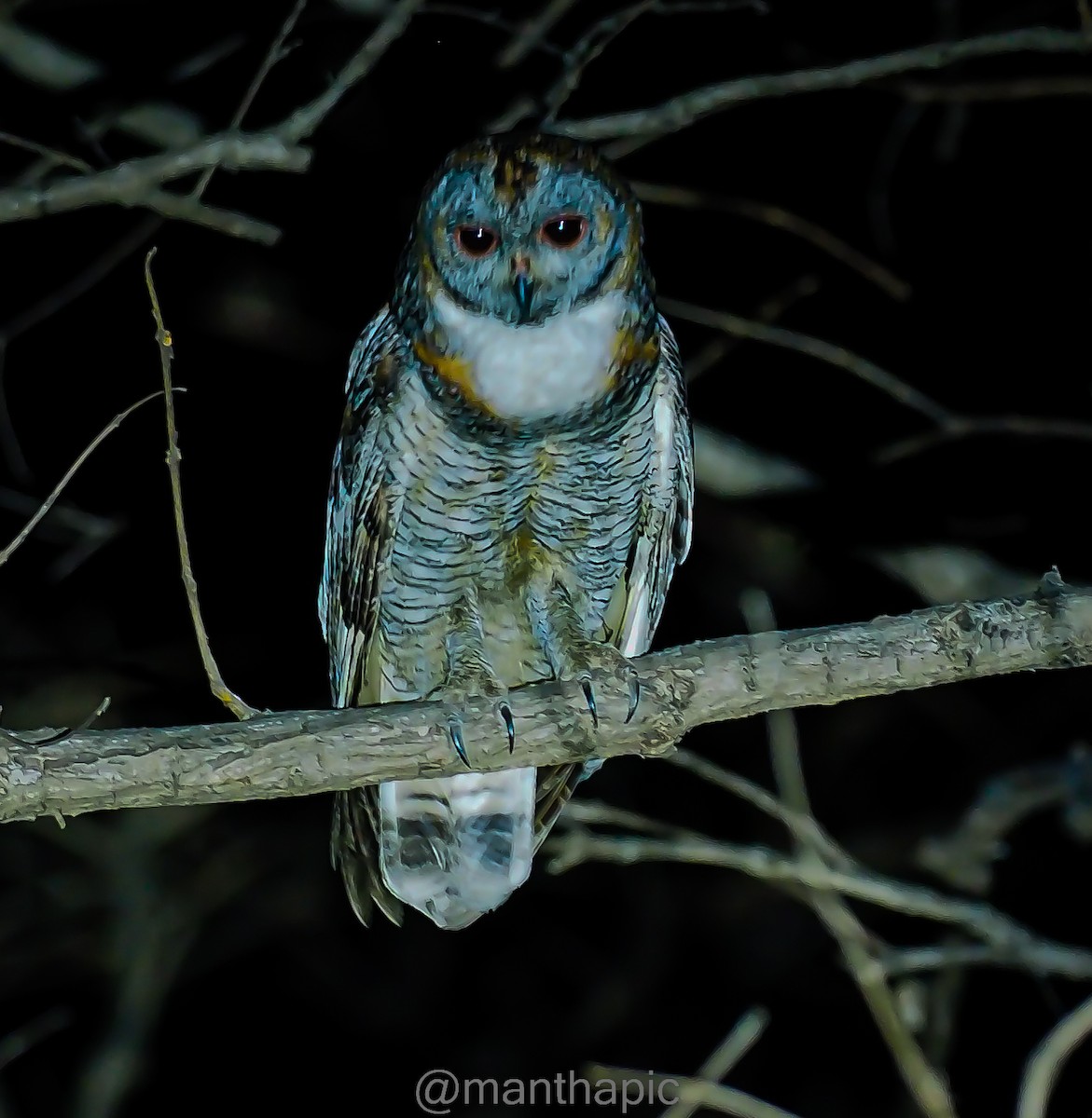 Mottled Wood-Owl - ML549693871