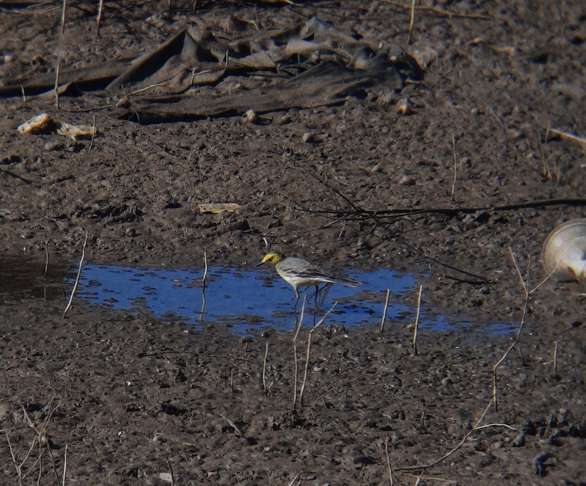 Citrine Wagtail - ML549694281
