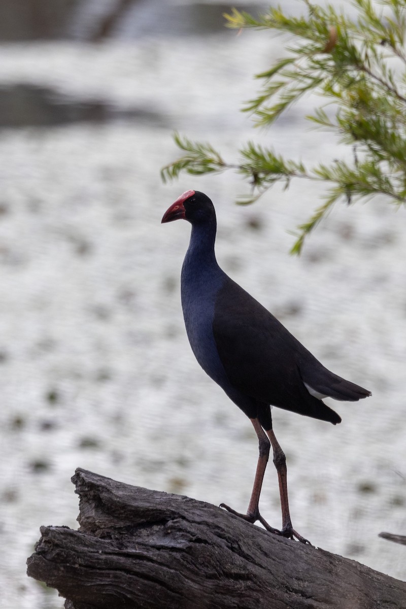 Australasian Swamphen - Richard and Margaret Alcorn