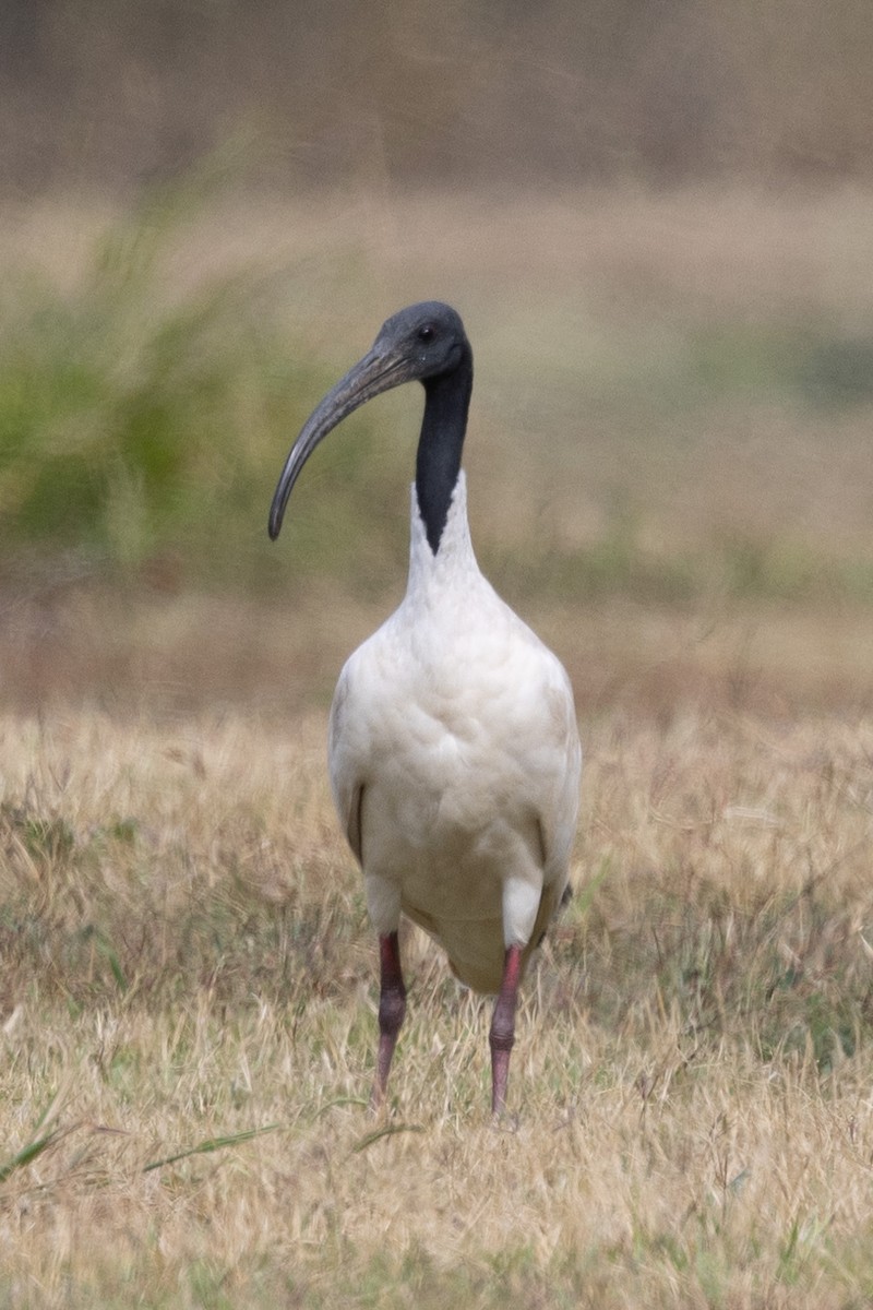 Ibis à cou noir - ML549695051