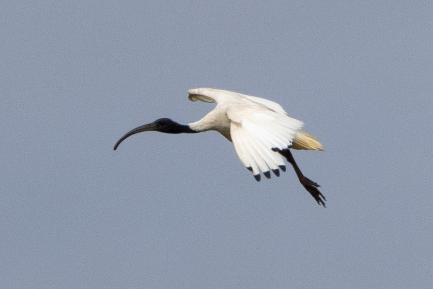 Australian Ibis - Richard and Margaret Alcorn