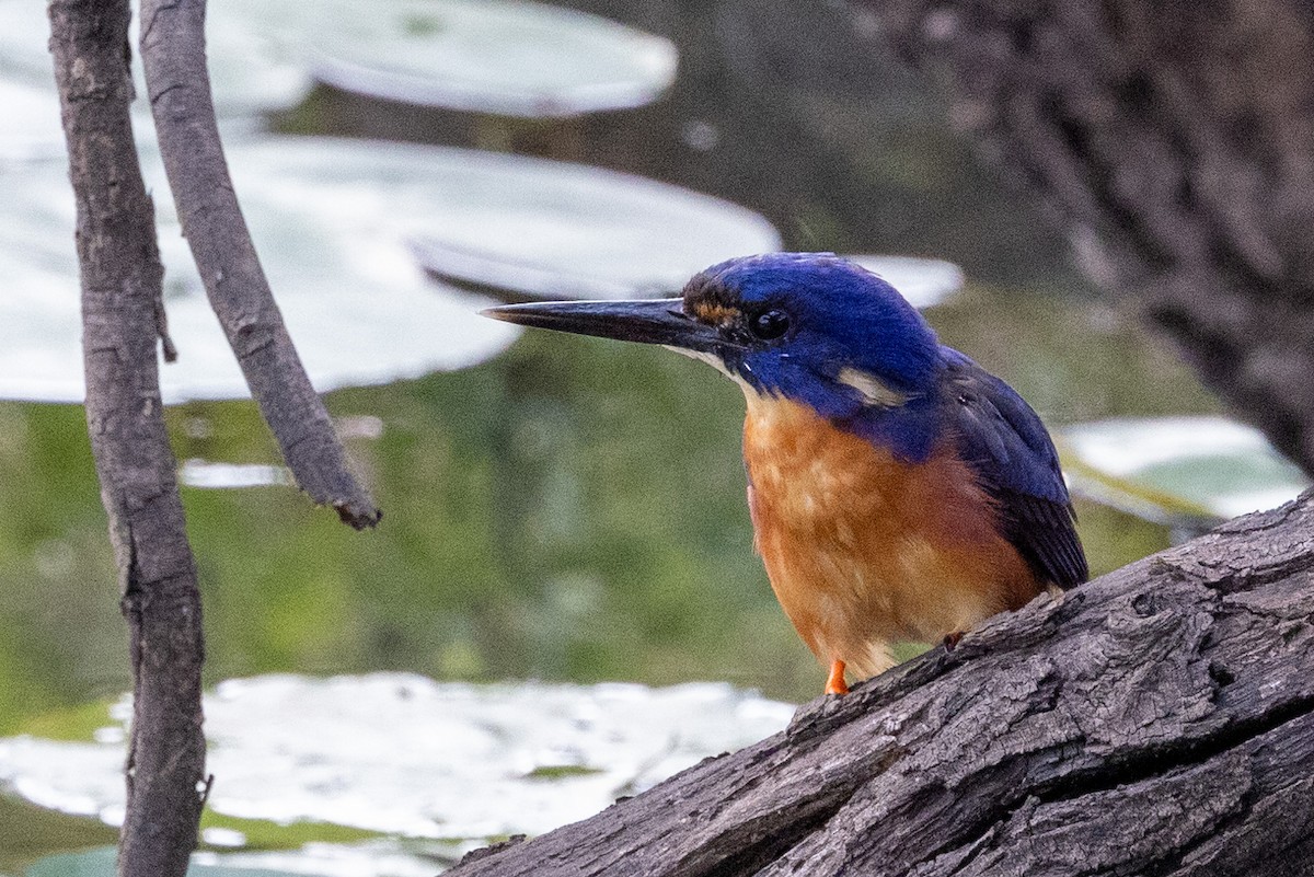 Azure Kingfisher - Richard and Margaret Alcorn