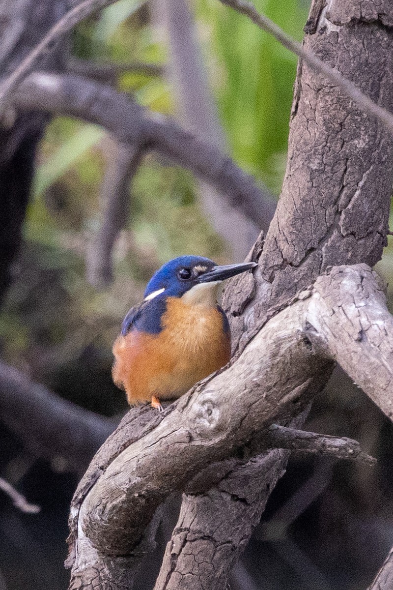 Martin-pêcheur à dos bleu - ML549695261