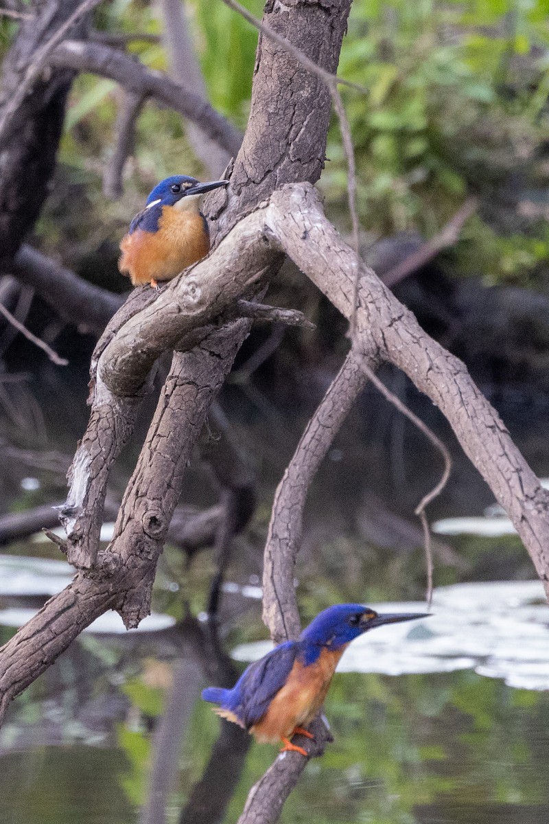 Azure Kingfisher - Richard and Margaret Alcorn