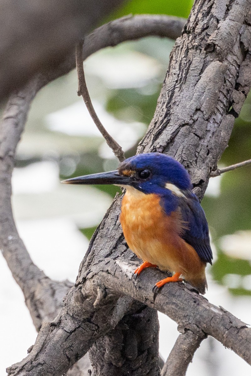 Azure Kingfisher - Richard and Margaret Alcorn