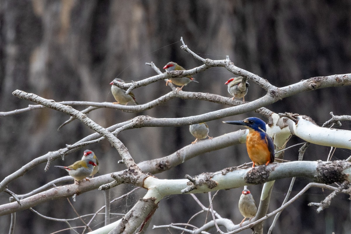 Azure Kingfisher - Richard and Margaret Alcorn