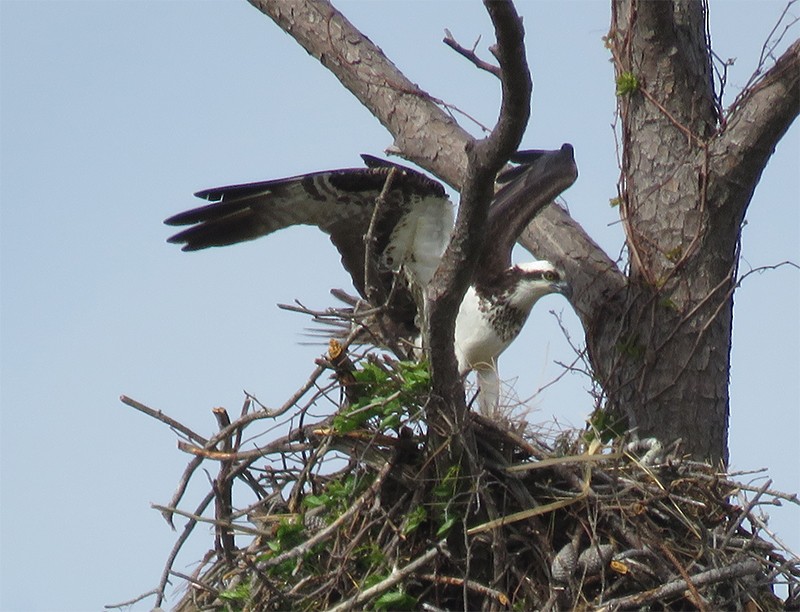 Osprey - ML54969571