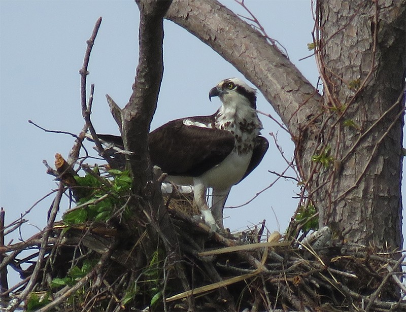 Águila Pescadora - ML54969581