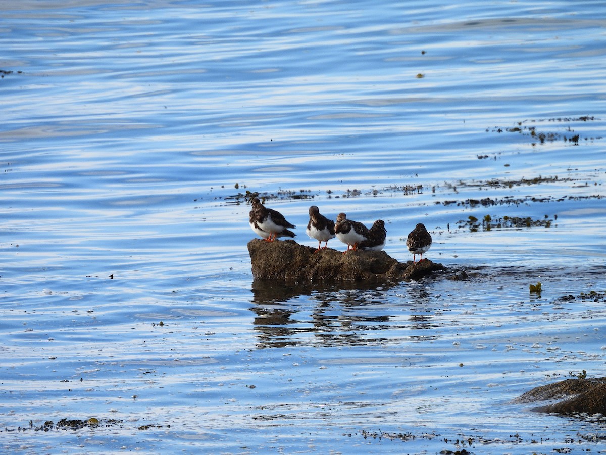 Ruddy Turnstone - ML549697211