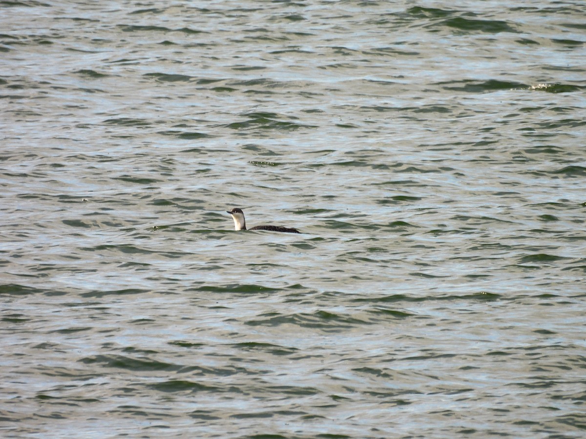 Red-throated Loon - ML549697271