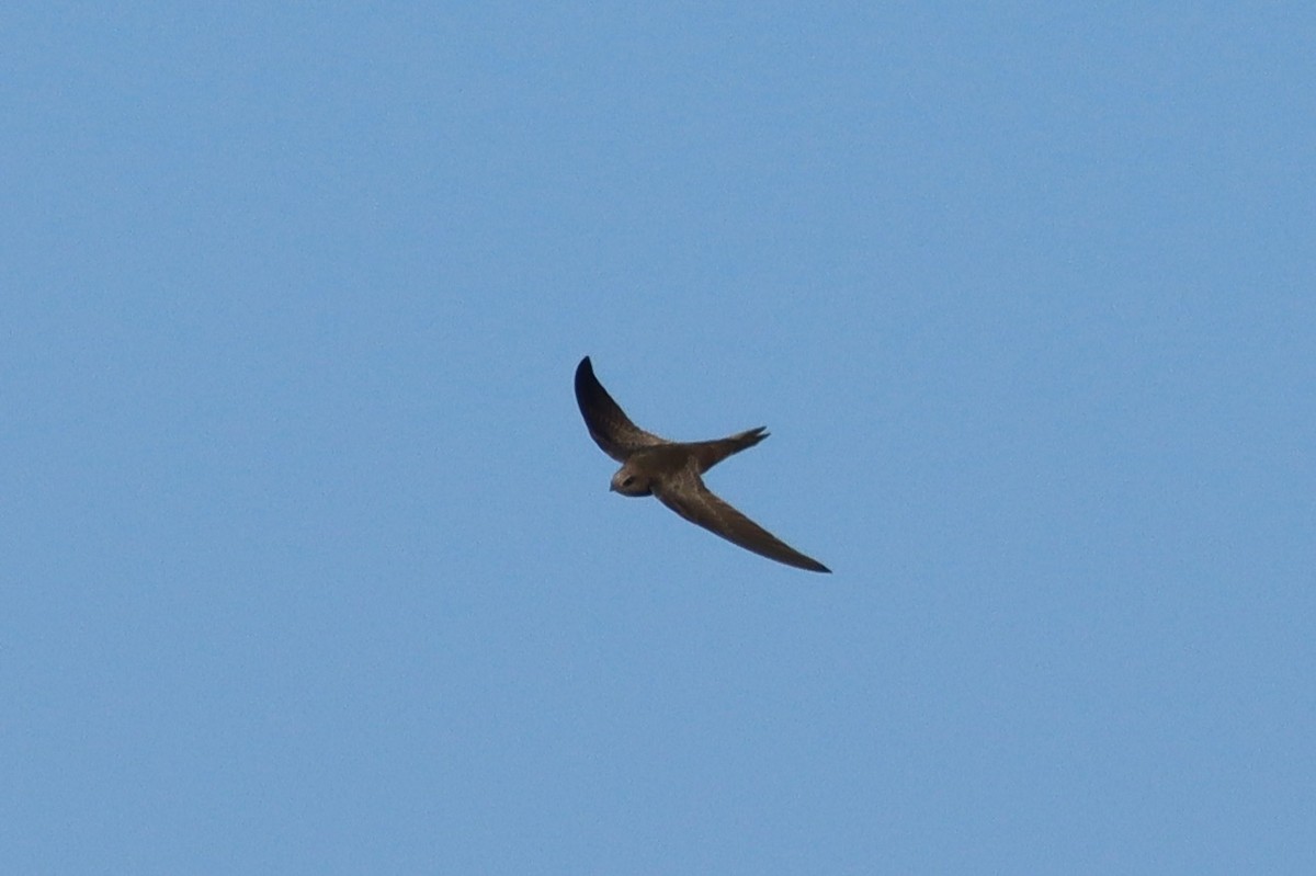 Common/Pallid Swift - ML549697491