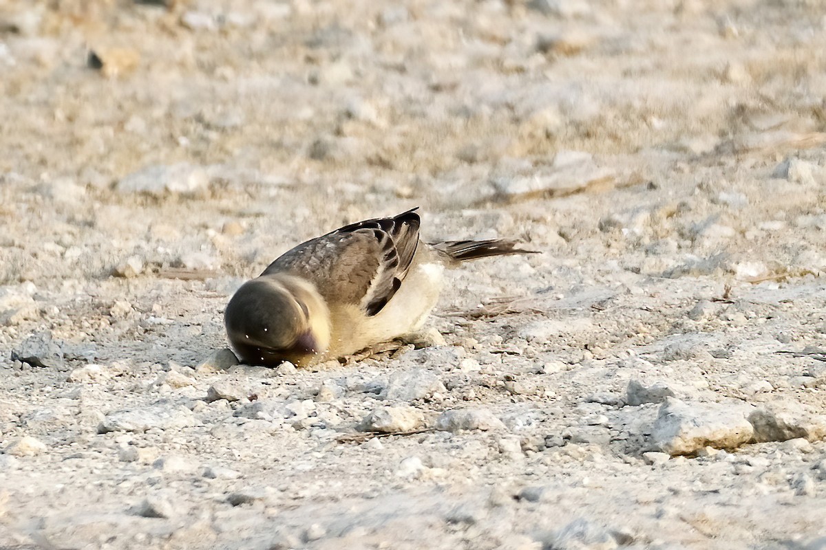 Plain-backed Sparrow - Lim Ying Hien