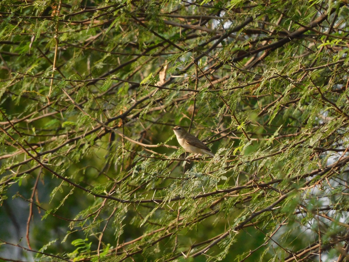 Booted Warbler - ML549699011