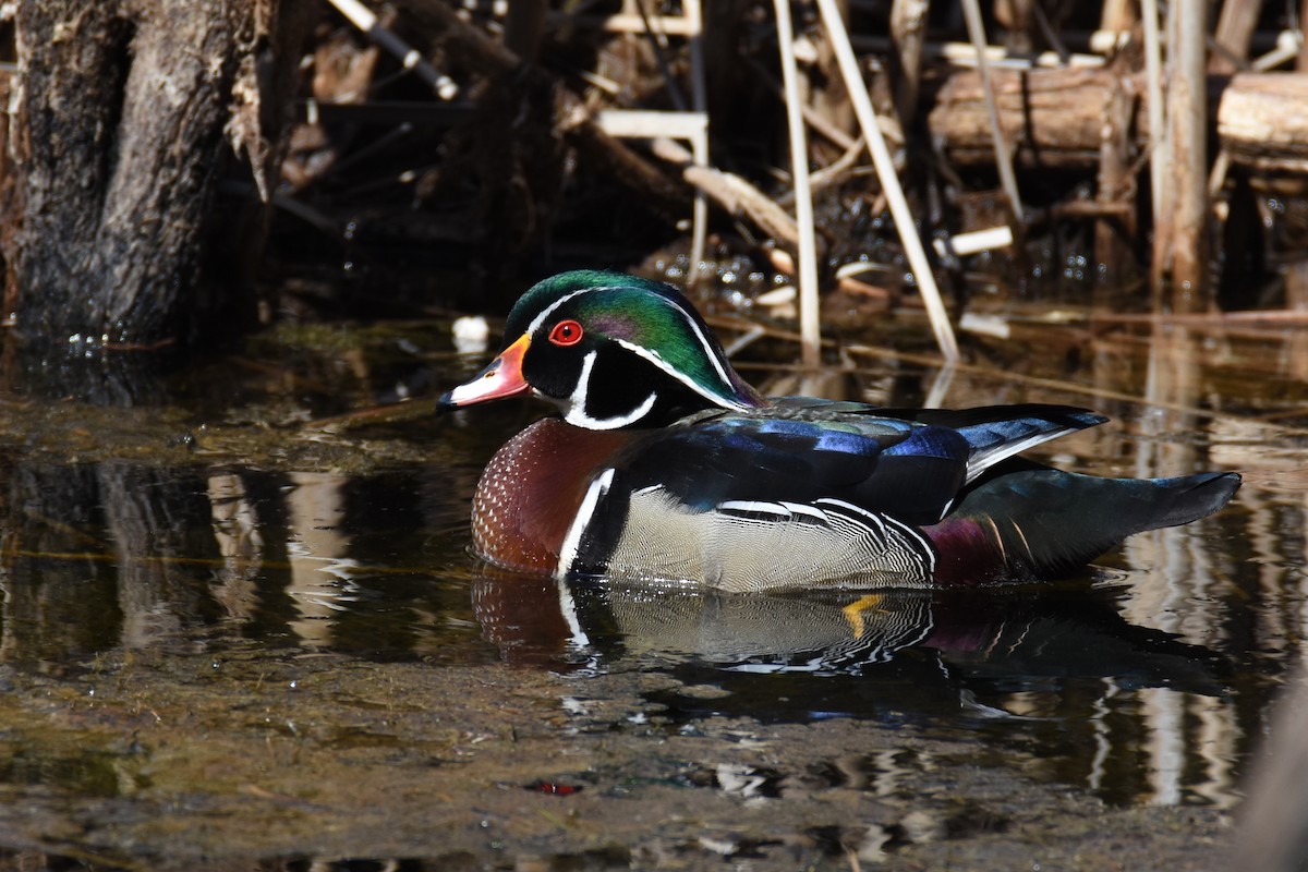 Wood Duck - ML54969921