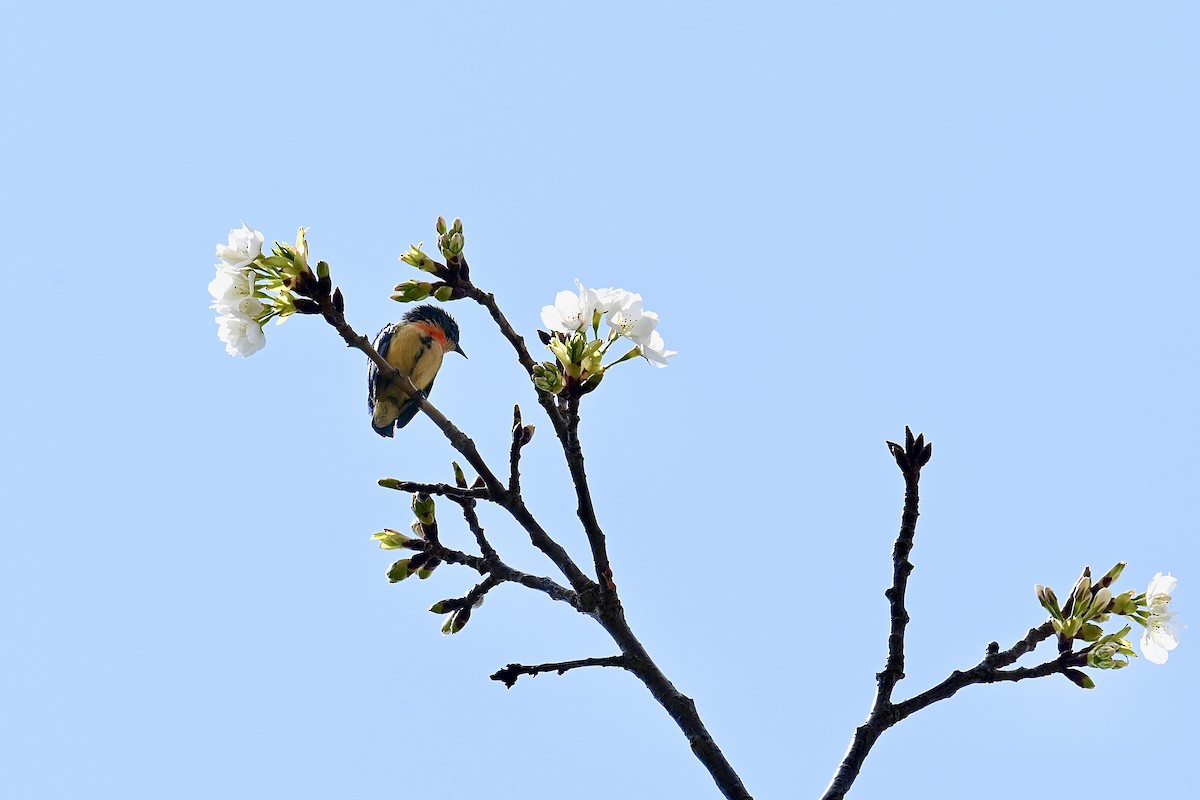 Fire-breasted Flowerpecker - ML549699451