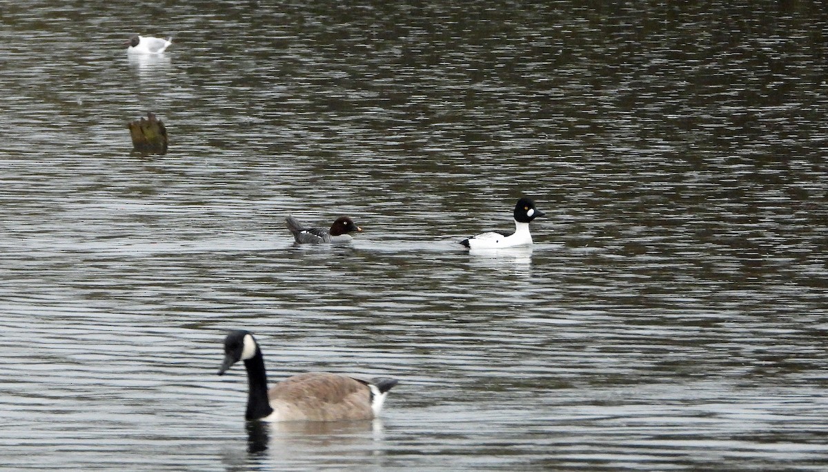 Common Goldeneye - ML549699951