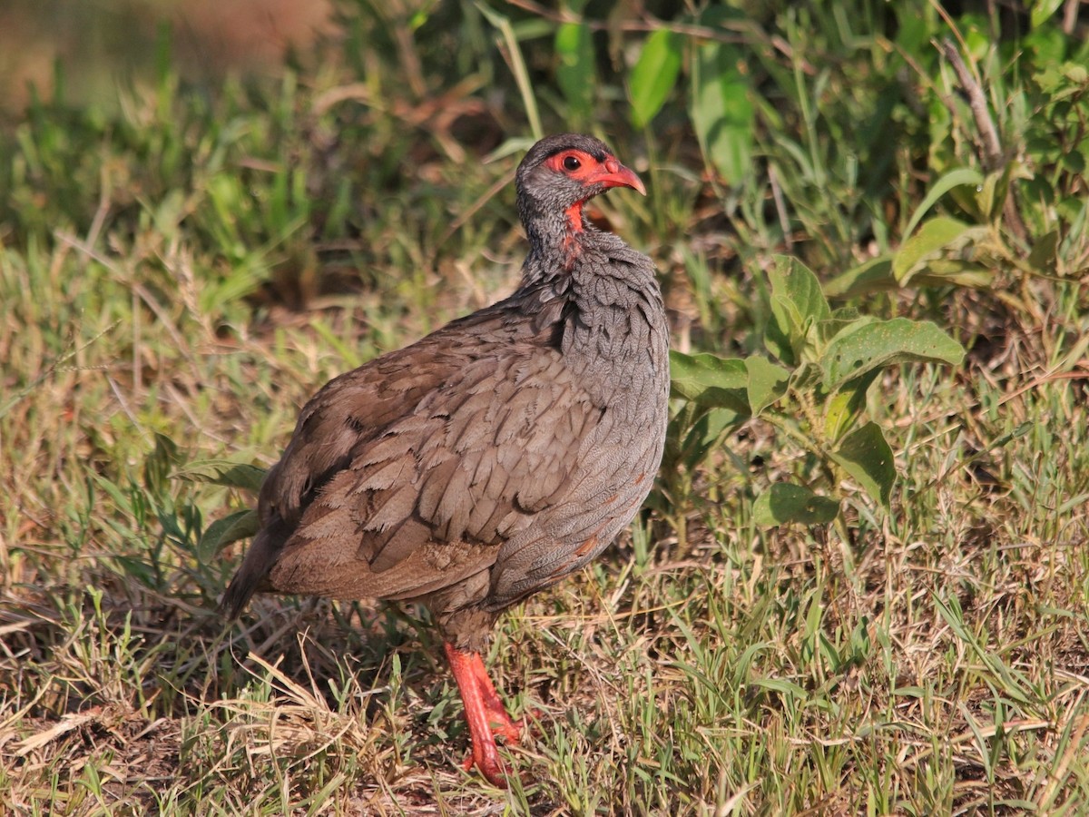 Red-necked Spurfowl - ML549702951