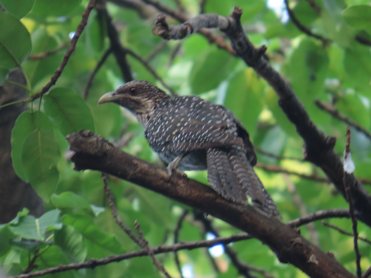 Asian Koel - ML549703031